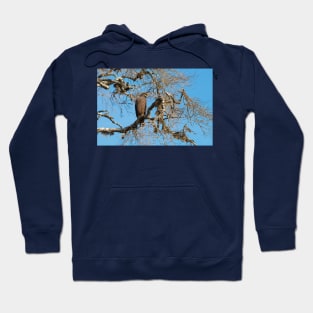 Crested Serpent eagle sitting on tree, Sri Lanka Hoodie